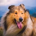 CollieIsCute