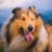 CollieIsCute